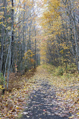 Path In Autumn Woods