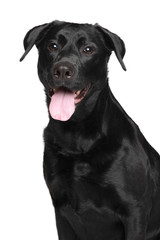 Close-up of Black Labrador dog