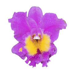 Purple Cattleya Orchid isolated on a white background.