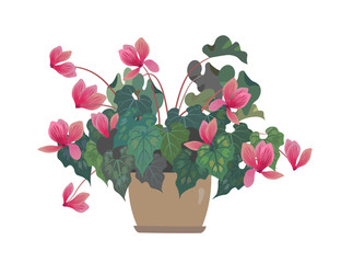 Flower in a pot. Pink Cyclamen. Home flowers. Isolated on white