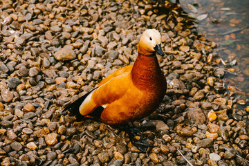 Red duck sits on the rocks