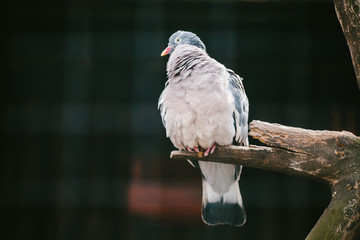 Large Dove sitting on a branch