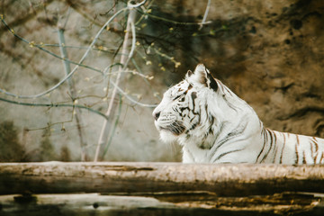 Bengal tiger lying on the ground