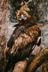 Brown Eagle
