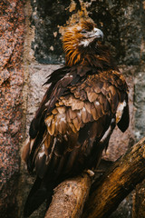 Brown Eagle