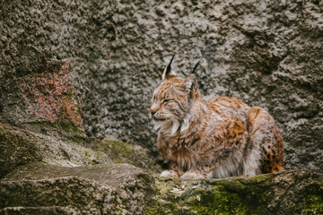 Lynx sits on the rocks