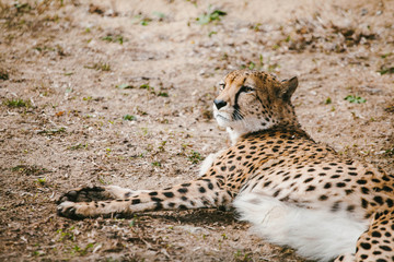 Cheetah lying on the ground and resting