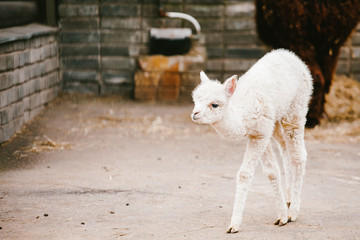 Little guanaco