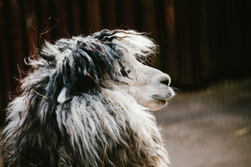 Shaggy guanaco