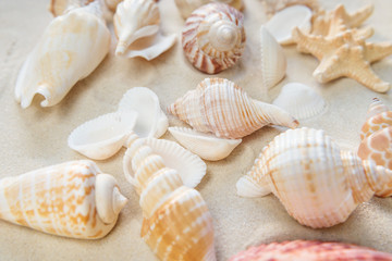 Clams and starfishes on thesea sand