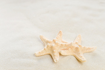 Fototapeta na wymiar Starfishes on the sea sand