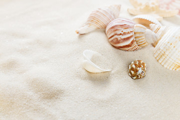Fototapeta na wymiar Clams on the sea sand