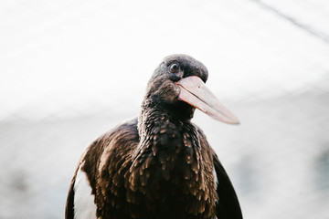 Black Stork