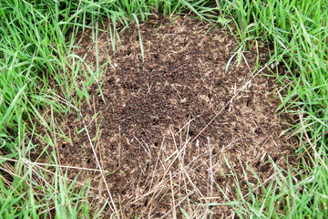 Anthill on the green grass close up