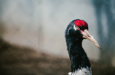 Japanese crane