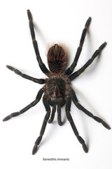 Xenesthis immanis