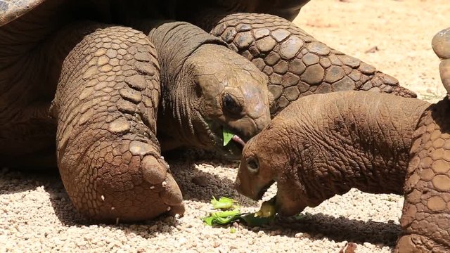 Giant turtles, dipsochelys gigantea eat green leaf in   island Mauritius