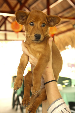 asian mongler puppy in human hands
