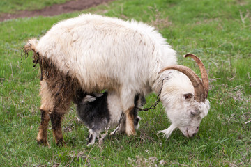 Little kid goat sucking milk from goat's mom