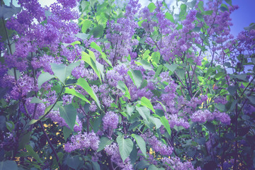 Obraz premium Lilac Spring Flowers Retro