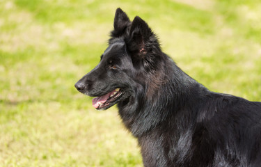 Black German shepherd dog