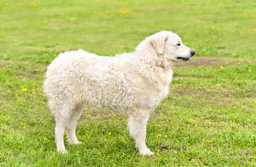 Fototapeta premium Hungarian Kuvasz dog in the park