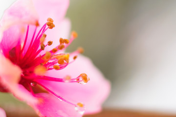 Close up of Spring flowers blossoming