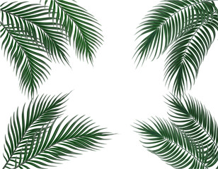 Fototapeta na wymiar Tropical dark green palm leaves on four sides. Set. Isolated on white background. illustration