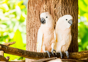 cockatoo in chiangmai Thailand