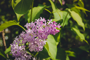 Fototapeta na wymiar Lilac Spring Flowers