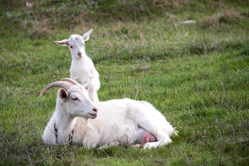 Obraz premium goat with the kid lie on green grass