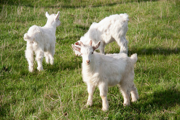 Three small goat standing on green grass
