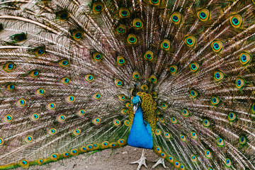 Obraz premium Peacock with a large tail