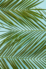 Palm leaves isolated