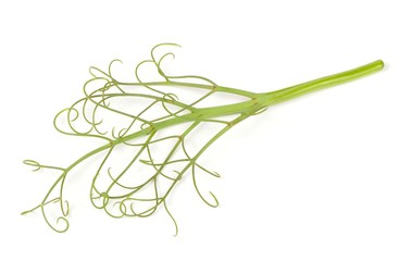 Pea Plant with Tendrils