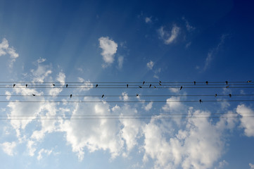 Flock of Swallows on Power Lines © Vidady