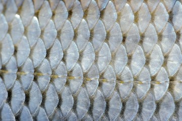 Real Roach Fish Scales Background © Vidady