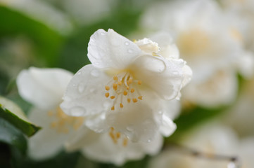 Jasmine Flowers Macro