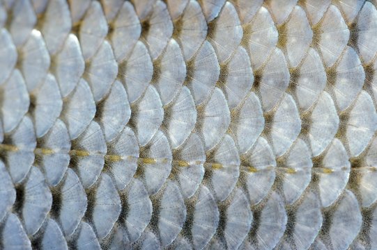 Real Roach Fish Scales Background