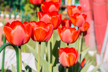 Spring Red Tulip Macro