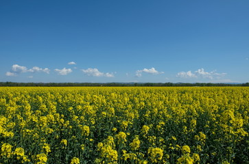 Rapsfeld vor Wald und blauem Himmel mit vereinzelten Wolken