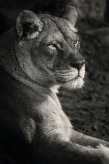 Lioness black and white