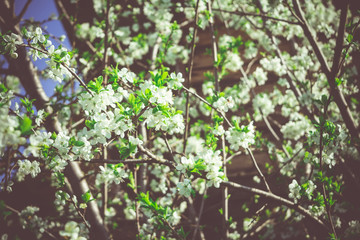 Spring White Blooming Trees Retro