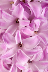 Fototapeta na wymiar Lilac hyacinth flower close up as background
