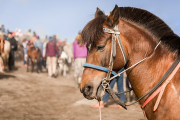 Obraz premium Close-up of a Brown horse transport tourists in Bromo Tengger Semeru National Park, East Java, Indonesia.