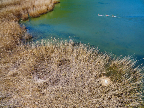 Riserva Naturale di Pian di Spagna - Trivio di Fuentes - Lombardia - Vista aerea della palude con cervi e cigno con nido