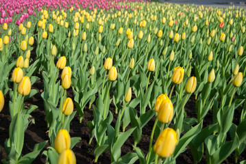 A lot of pink tulips on a sunny spring day