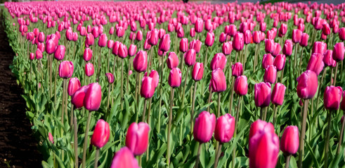 A lot of pink tulips on a sunny spring day