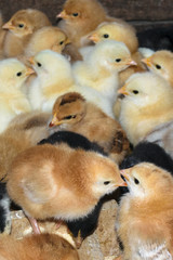 group of newly hatched domestic chicks