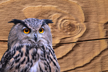 hibou grand duc sur fond bois